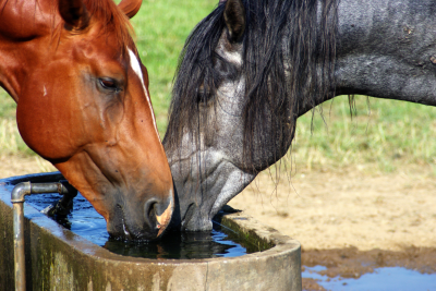 Keeping Horses Hydrated