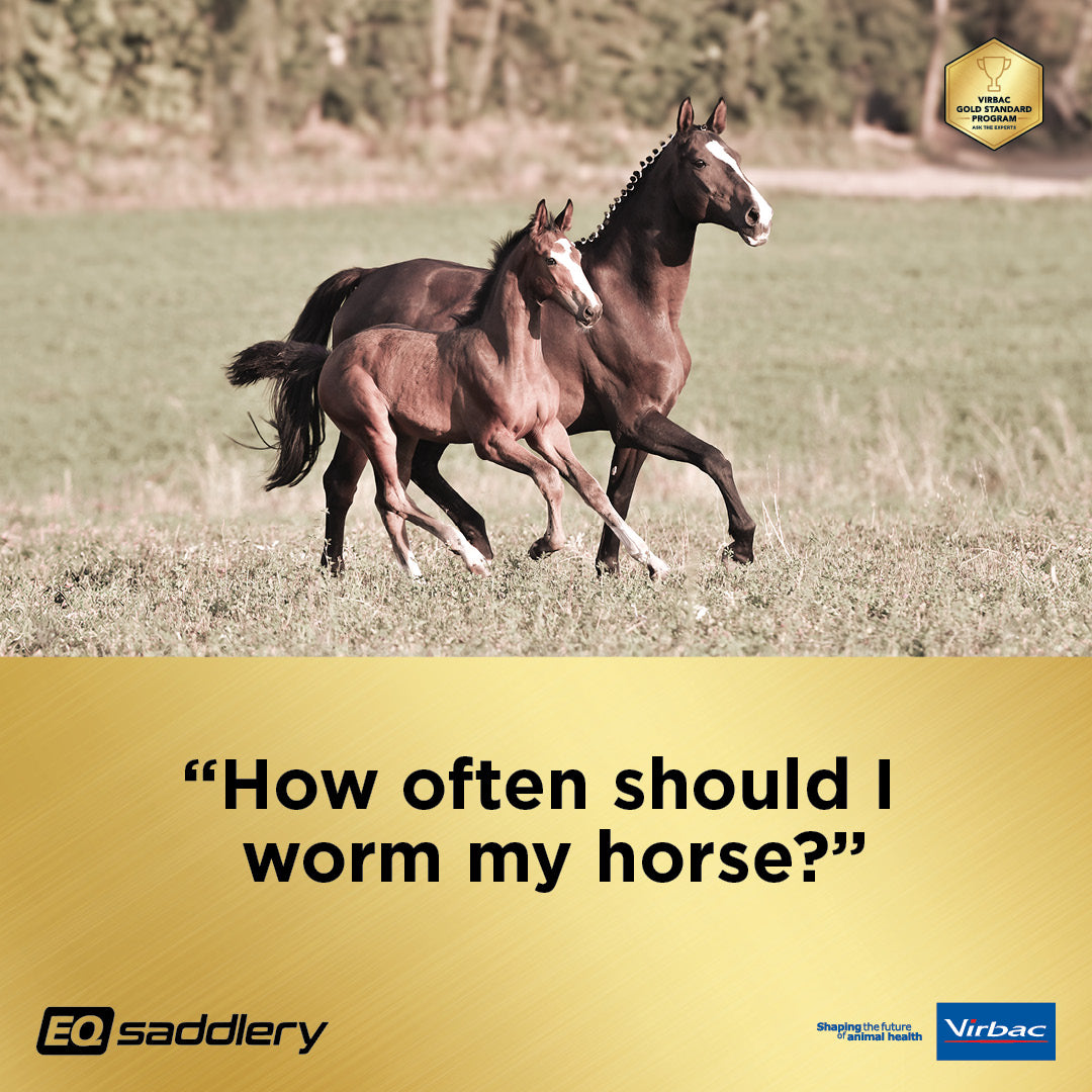 All your Horse Worm Testing Questions Answered