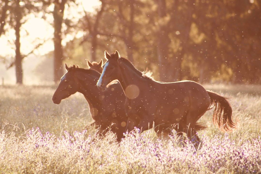 Protecting Your Horse From Flies & Mosquitoes