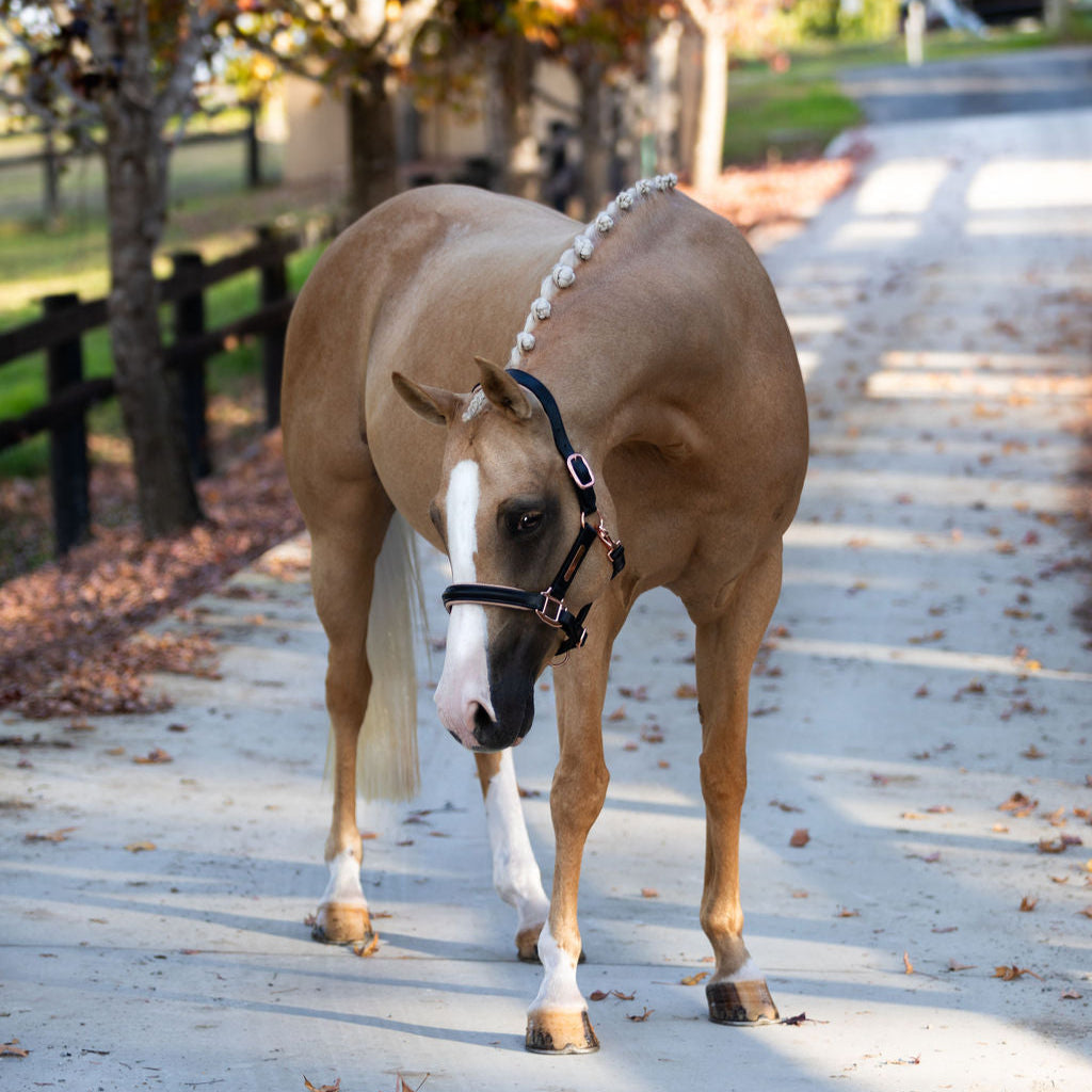 Lumiere Hollywood Leather Halter