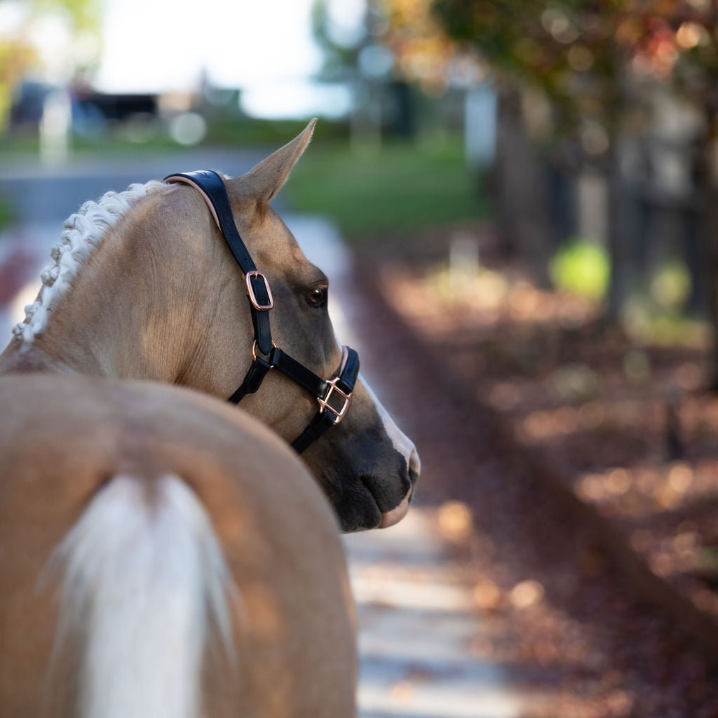 Lumiere Hollywood Leather Halter