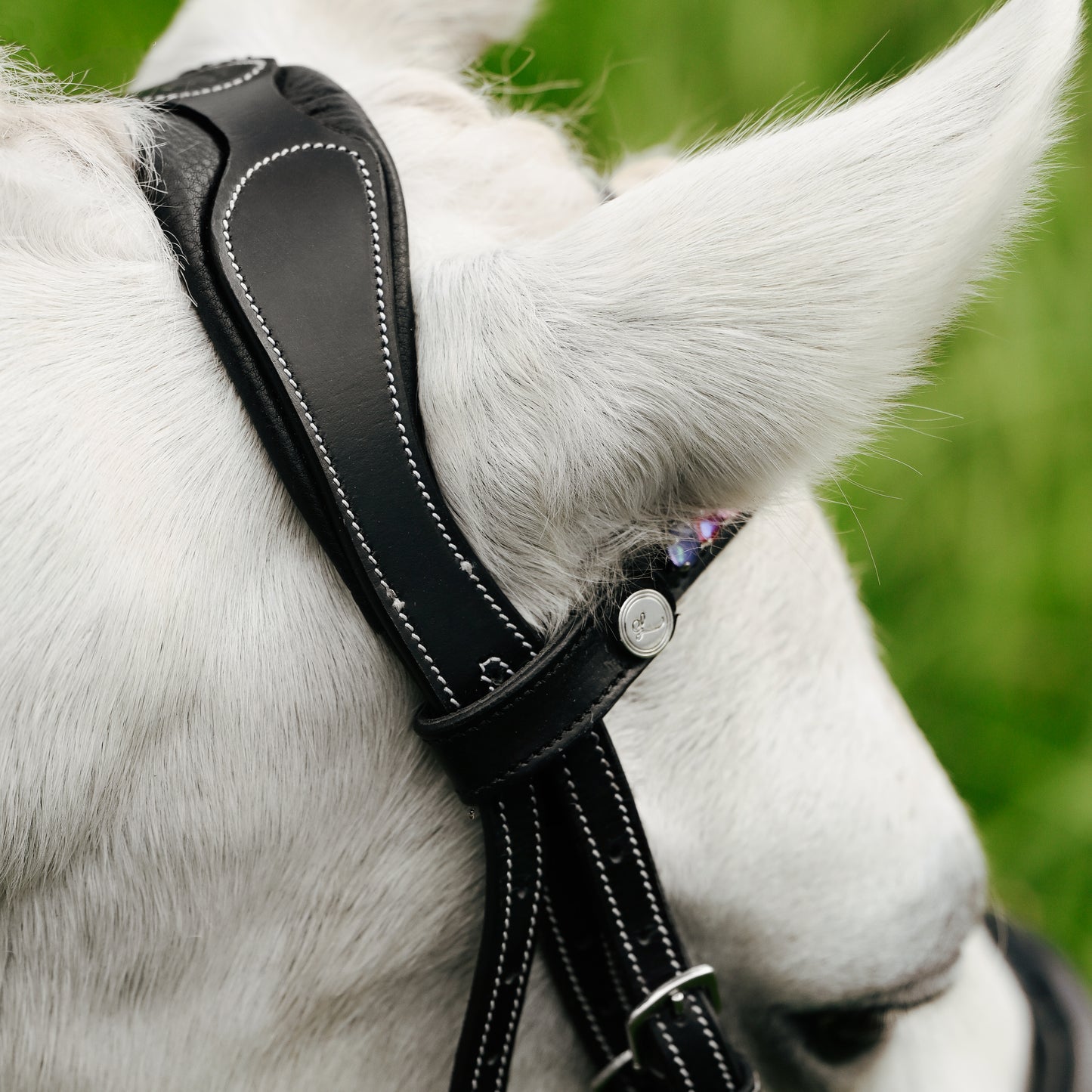 Lumi Pony Rainbow Browband