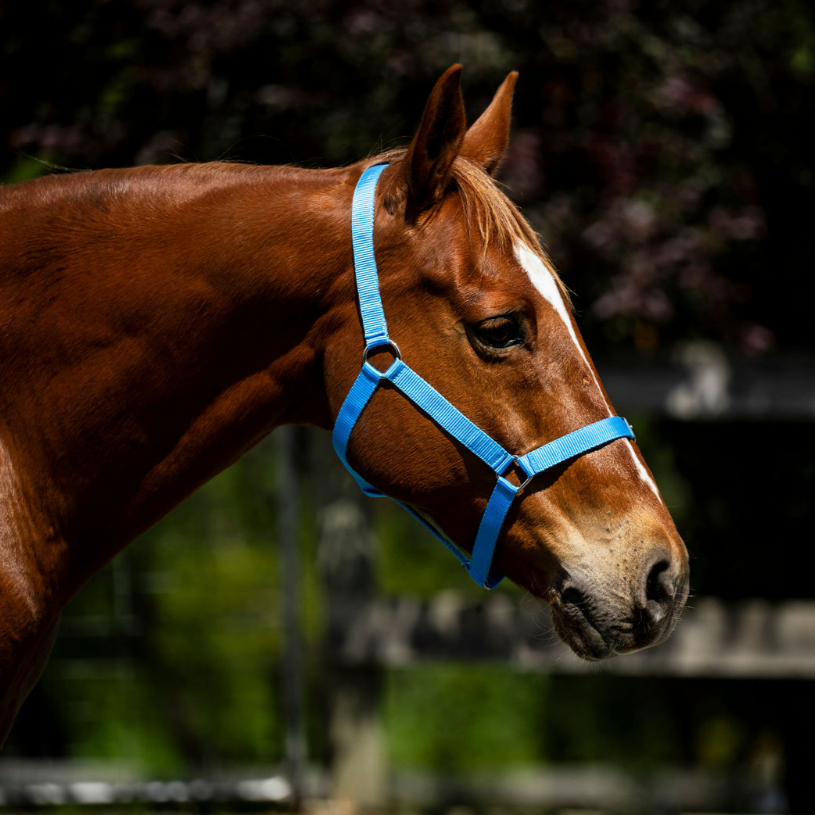 Devon Essential Halter