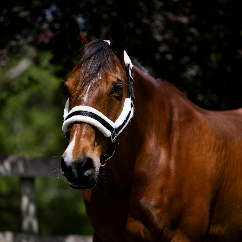 Devon Fleece Lined Halter