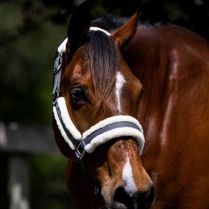 Devon Fleece Lined Halter