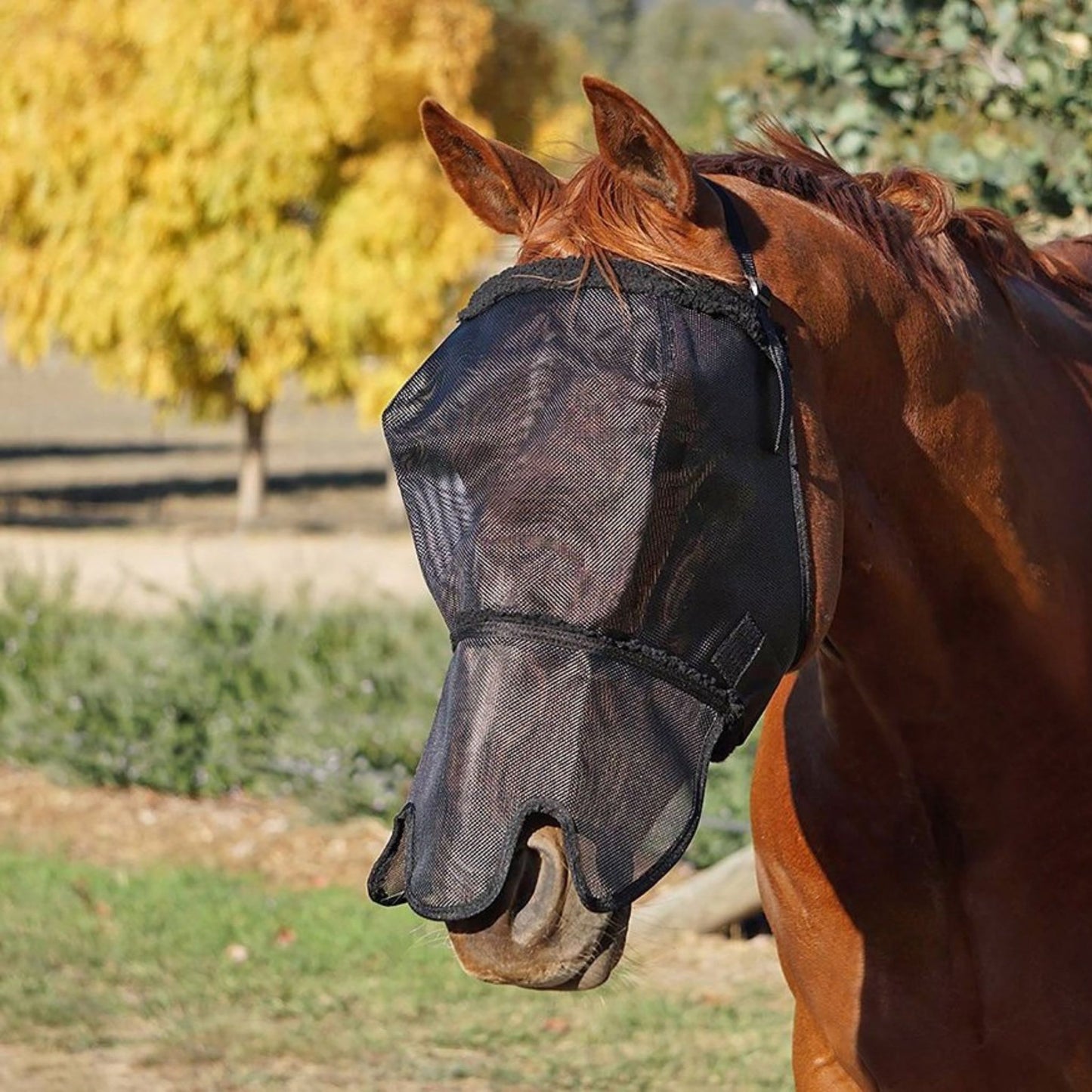 FBD Fly Veil with Fur with Nose