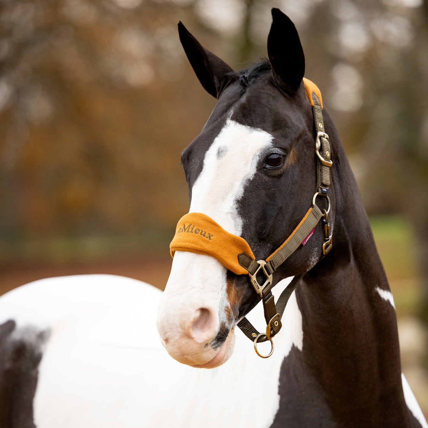 LeMieux Vogue Headcollar