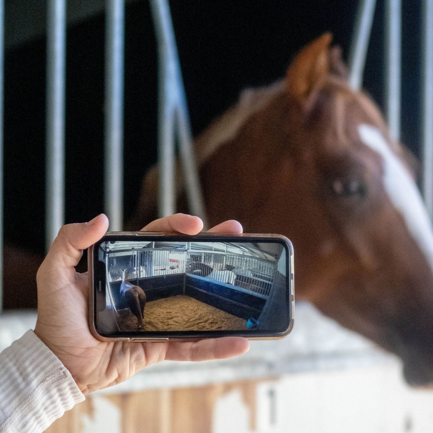 Equine Eye Vision Camera