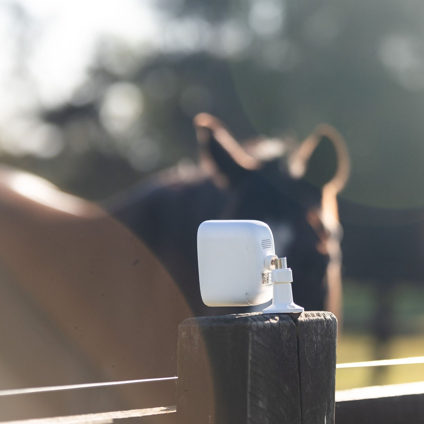 Equine Eye Vision Camera