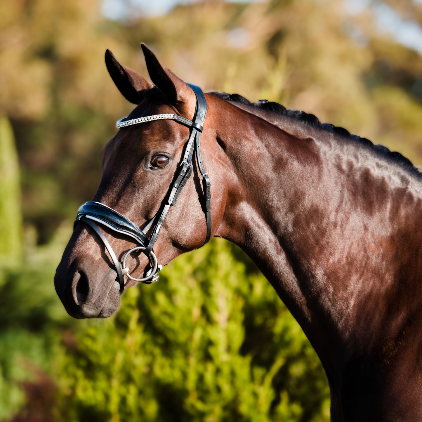 Lumiere Adeline Hanovarian Bridle