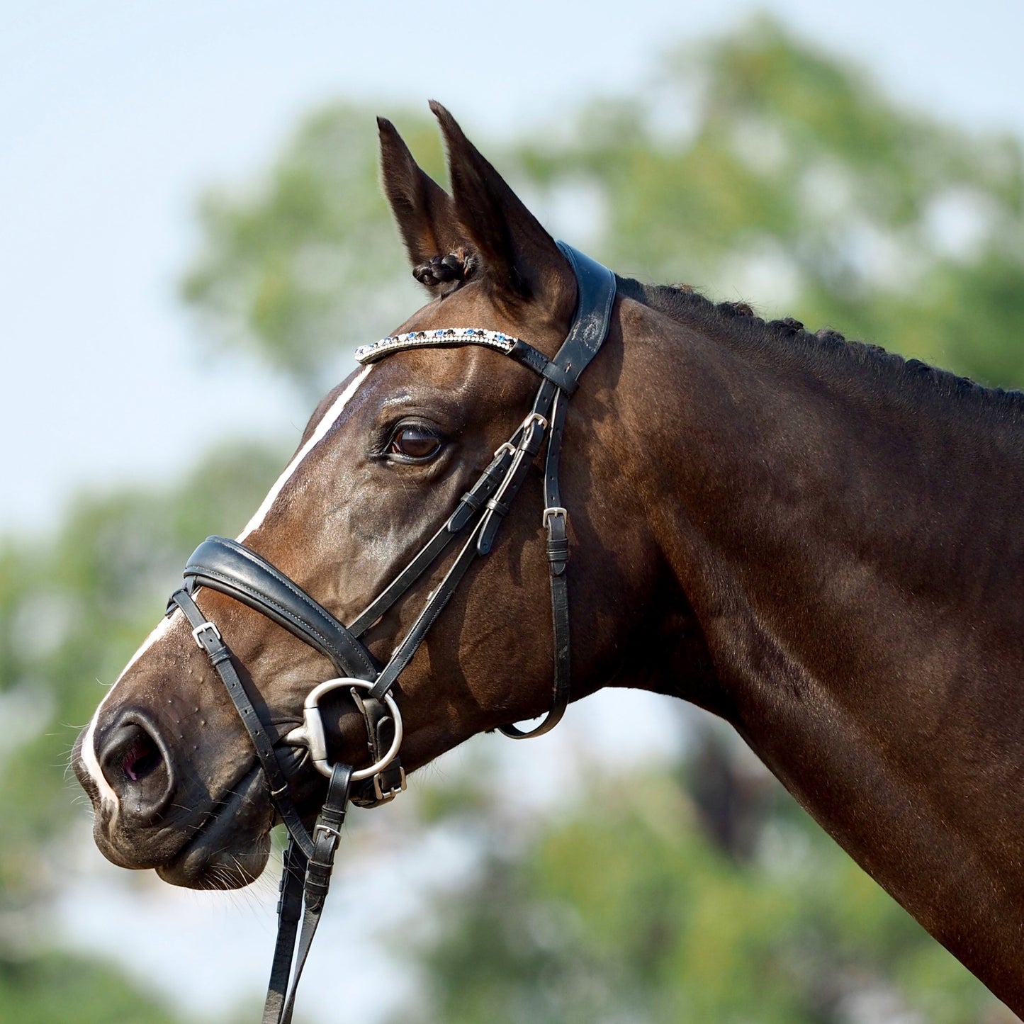 Lumiere Anastasia Convertible Bridle