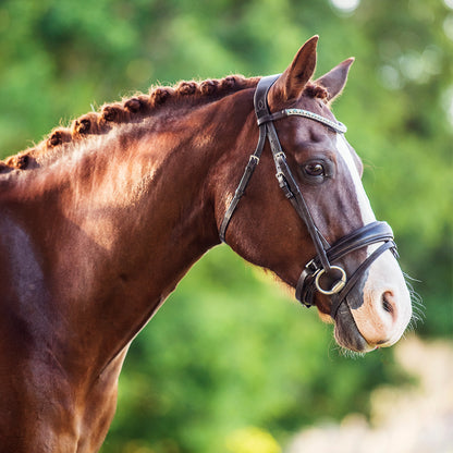 Lumiere Anastasia Convertible Bridle