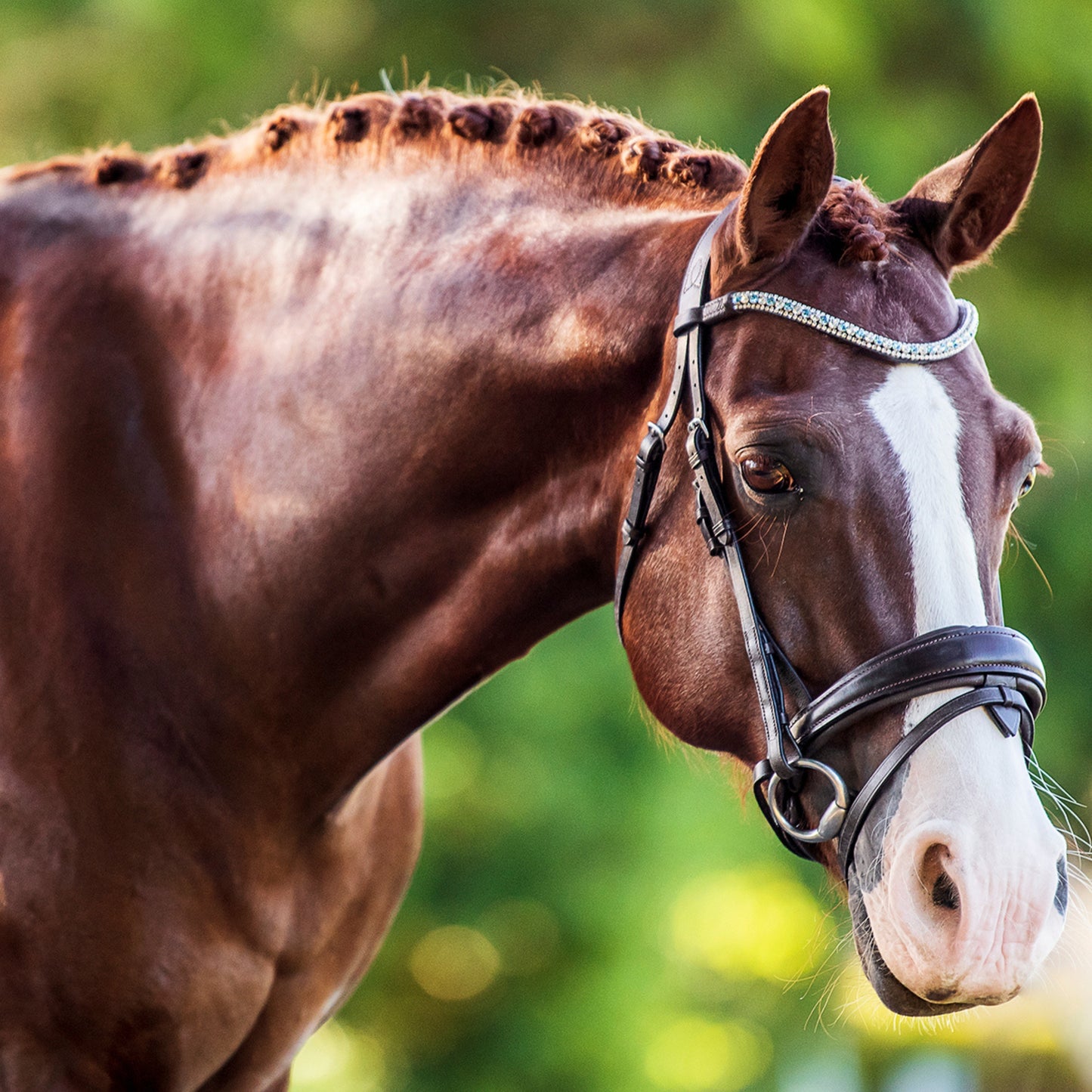 Lumiere Anastasia Convertible Bridle