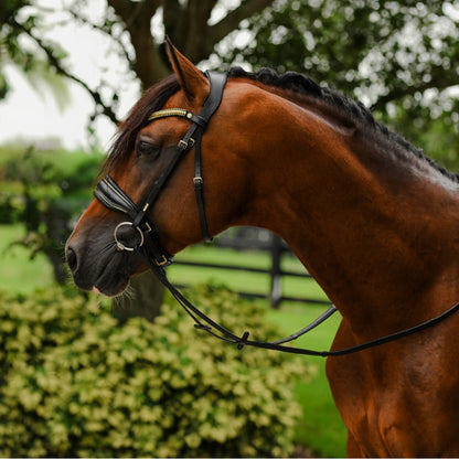 Lumiere Delta Cavesson Bridle