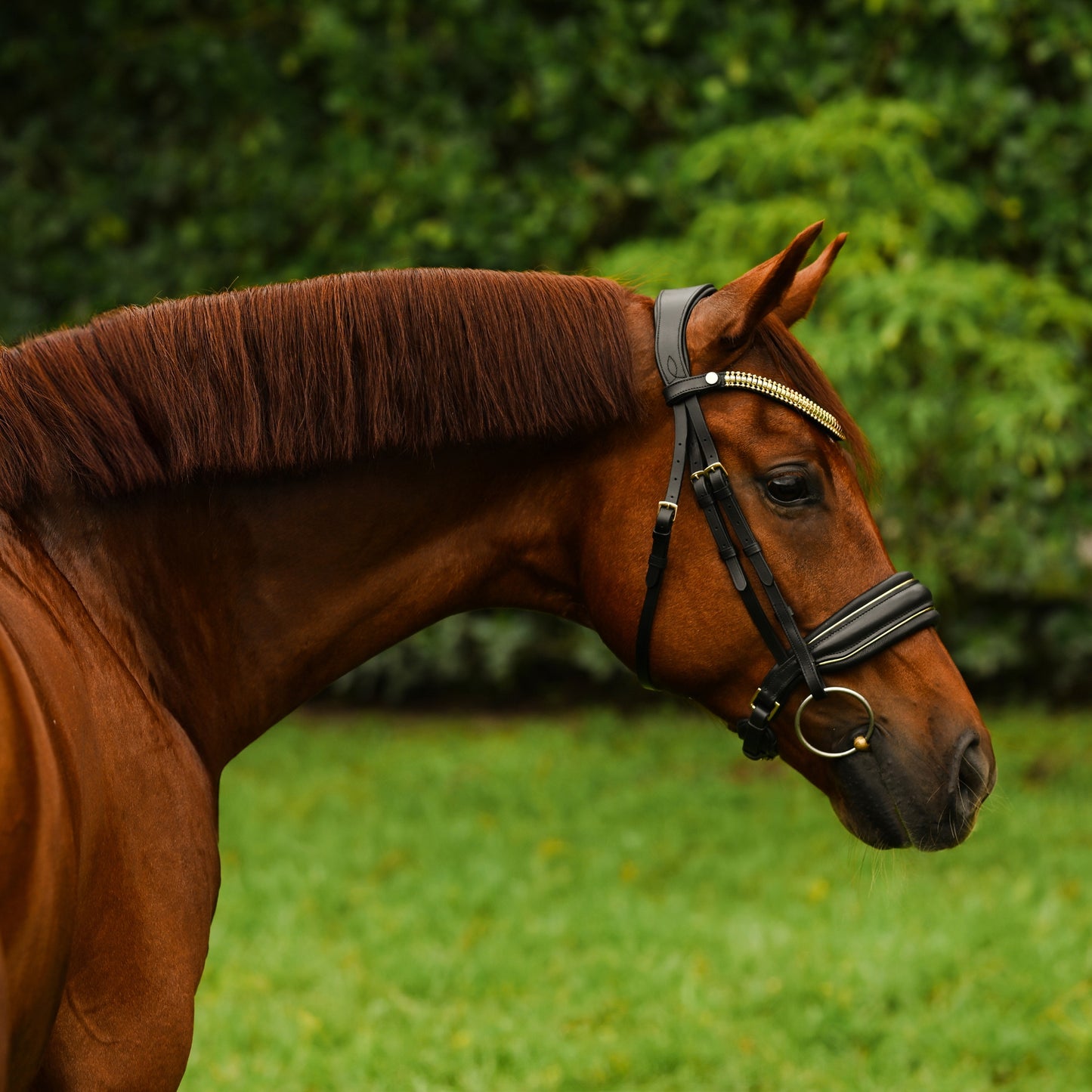 Lumiere Delta Cavesson Bridle