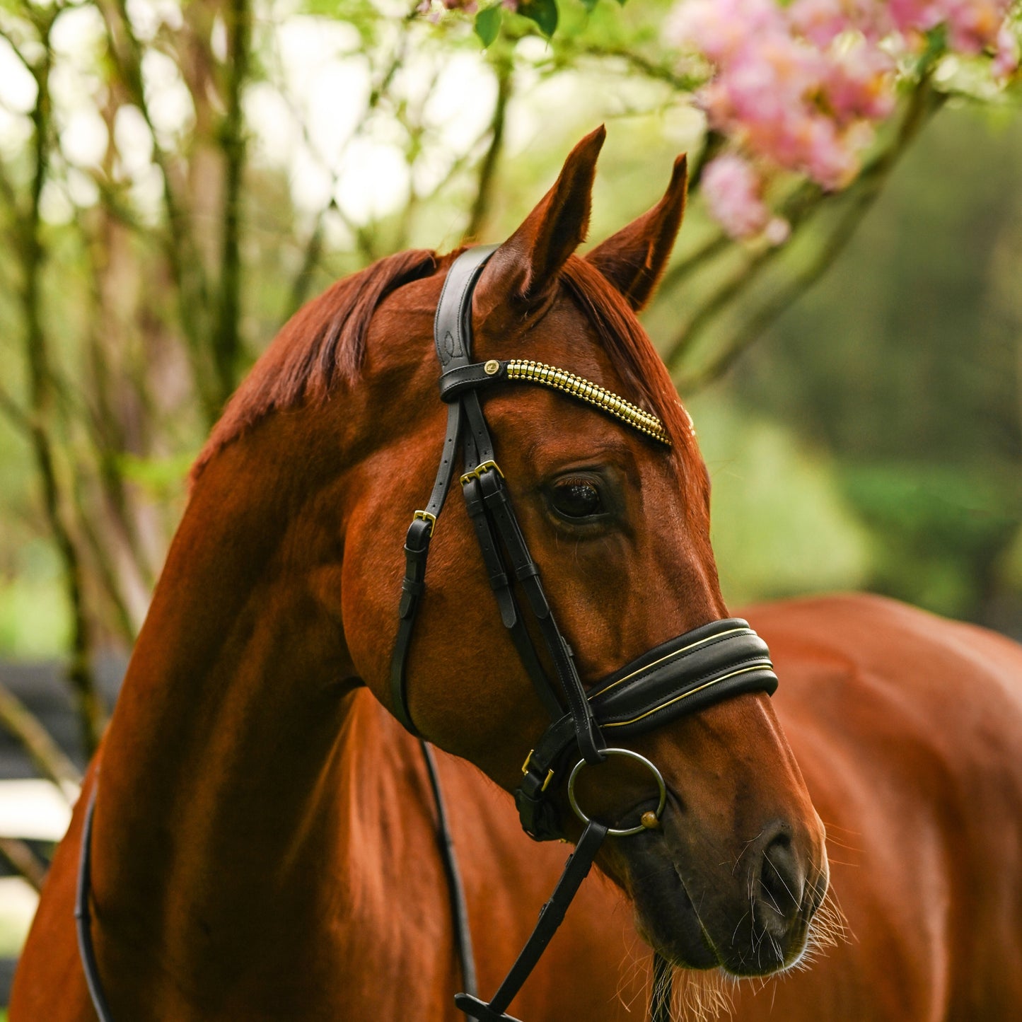 Lumiere Delta Cavesson Bridle