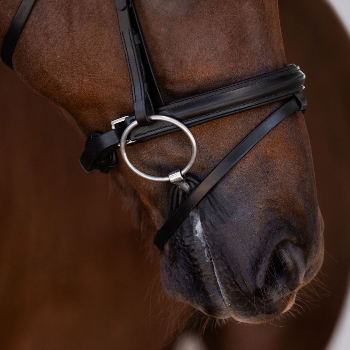 Lumi Pony Demi Hanoverian Bridle