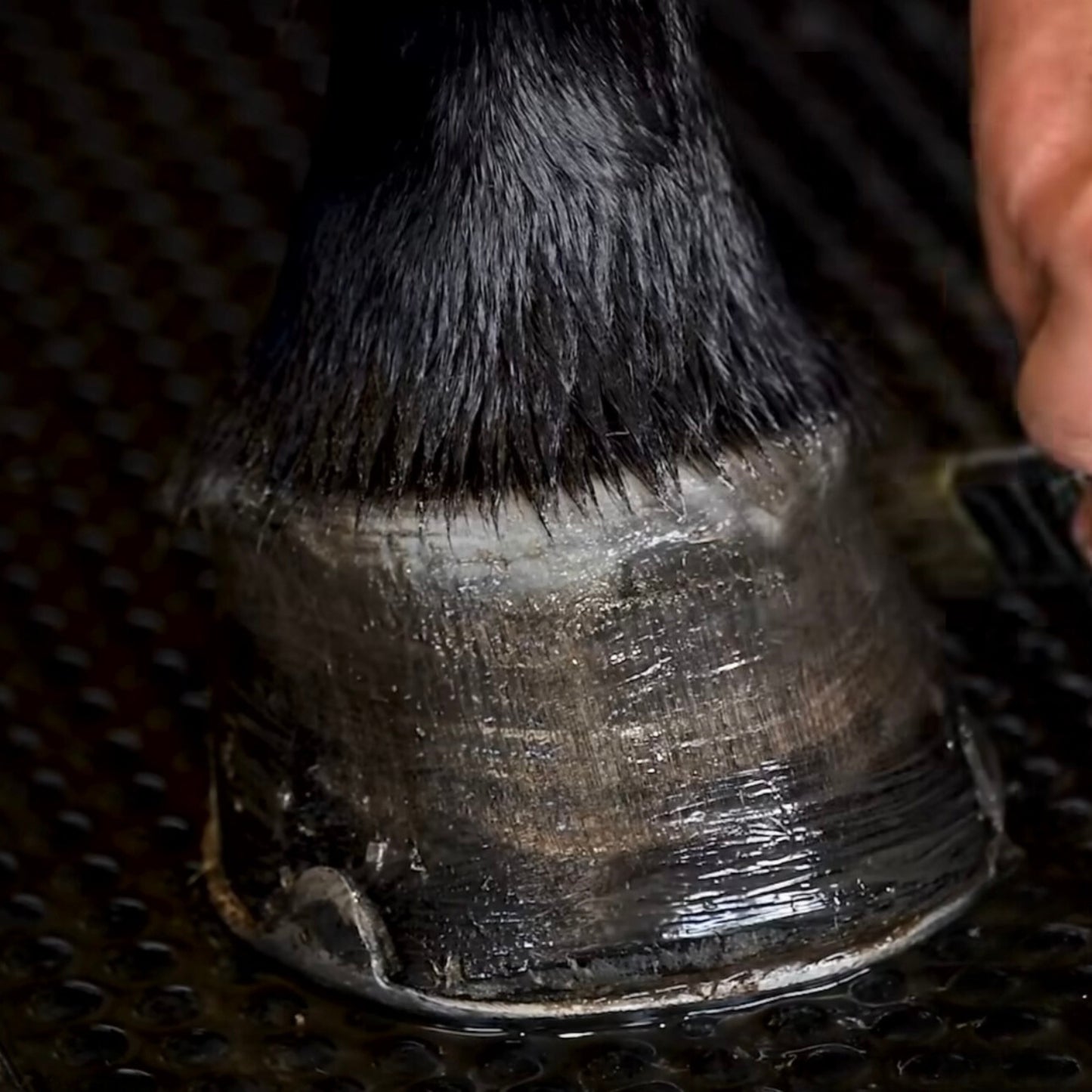 NRG Stride Hoof Dressing