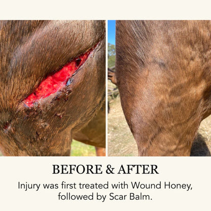 Equihoney Wound Honey